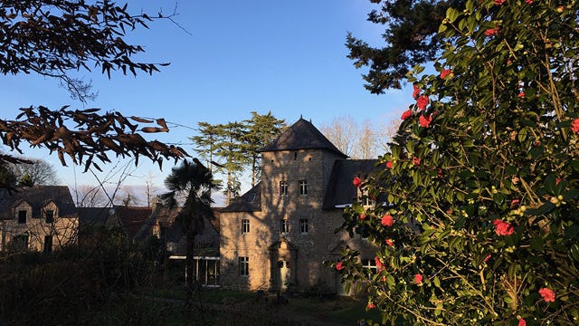 Fin après-midi en hiver camélias en fleurs devant le manoir de Goaz Froment avec ses trois gîtes au fond (La Grange, La Métairie, La Maison du four) 