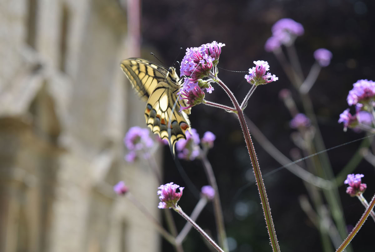 Papillon jaune et noir posé sur une fleur violette (verveine de buenos aires) avec comme arrière-plan un manoir breton avec des portes renaissance.