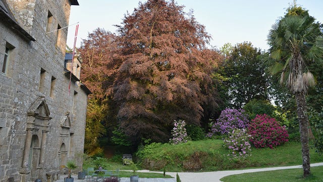 Hêtre pourpre au printemps au Manoir de Goaz Froment 