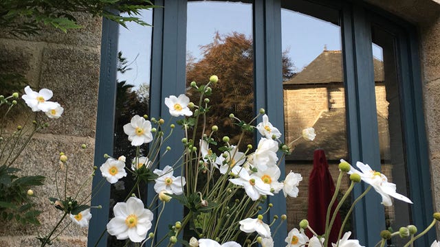 Fleurs d’anémones blanches devant la fenêtre du salon du gîte trois étoiles La Métairie pour 4 personnes avec le reflet du manoir au soleil et ciel bleu