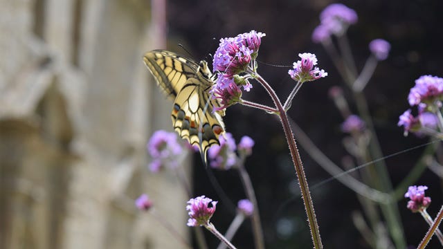 Verveines de Buenos Aire en fleurs avec un papillon devant le Manoir renaissance  