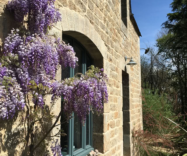 Glycines devant le gîte de charme 3 étoile La Métairie en Bretagne Côte de Granit Rose 