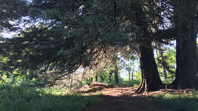 Rocher dans la lande, le parc du Manoir de Goazz Froment avec cyprès 