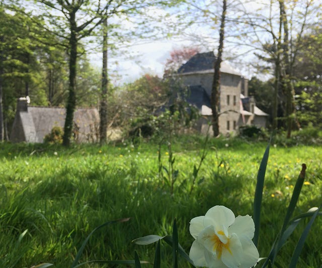 Narcisses et le lieu de vacances Bretagne proche Côte de Granit Rose Manoir de Goaz Froment