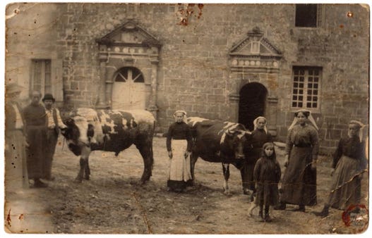 Photo avec vaches devant le Manoir de Goaz Froment, photo prise par Yvonne Kerdudo (archive du Manoir)